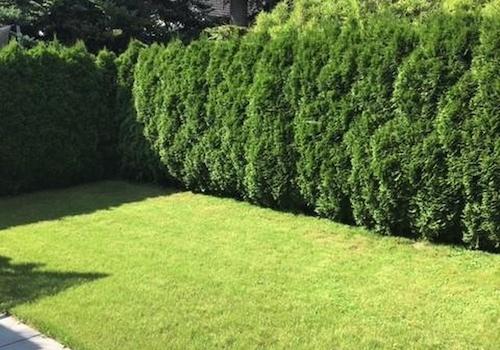 Hinterer Garten