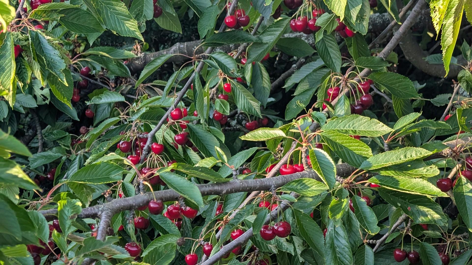 Kirschen 