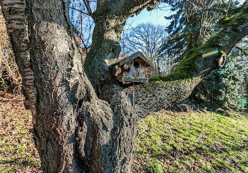 Vogelhäuschen in einer Astgabel