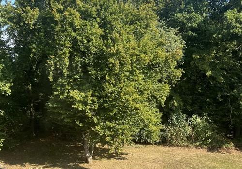 Nordseite/Blick Kinderzimmer