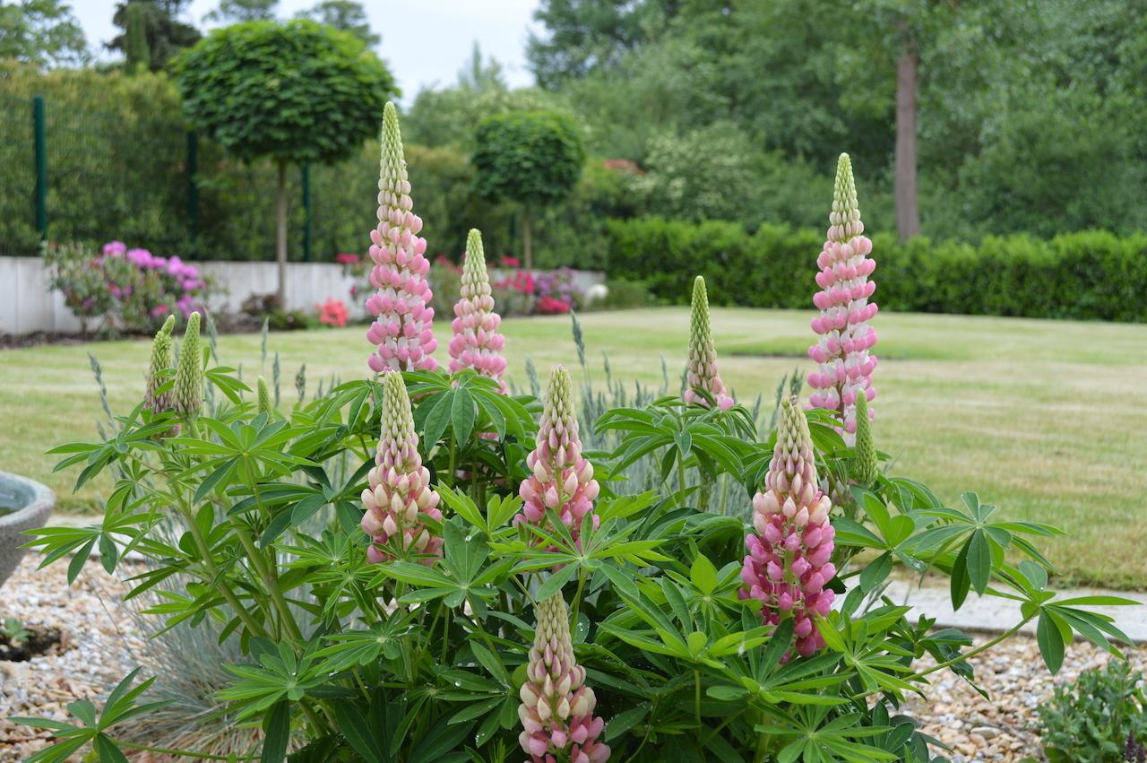 Impressionen Garten