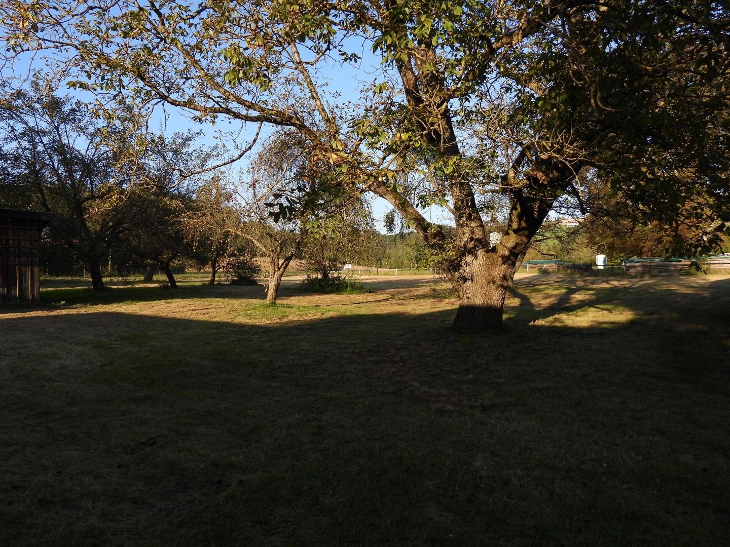 Garten Obstbäume