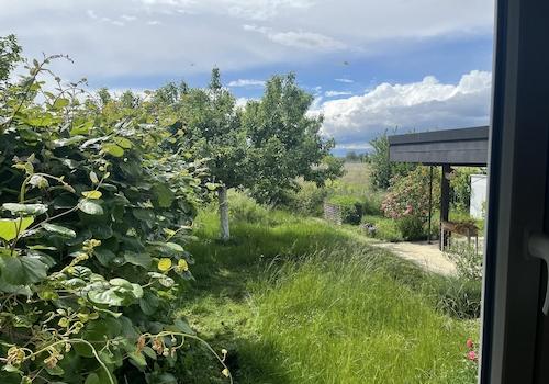 Blick in den Garten