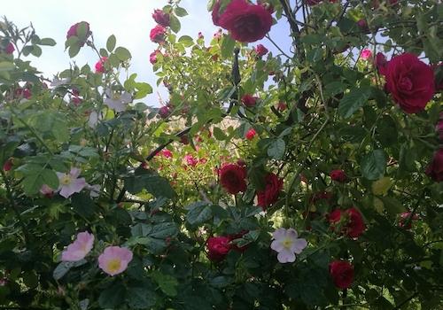 Rosen im Garten