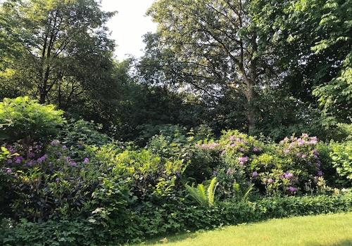 Rhododendronblüte