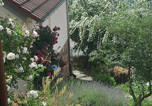 Rosen und Jasmin Westseite