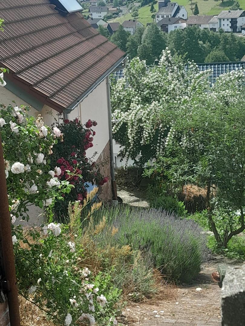 Rosen und Jasmin Westseite