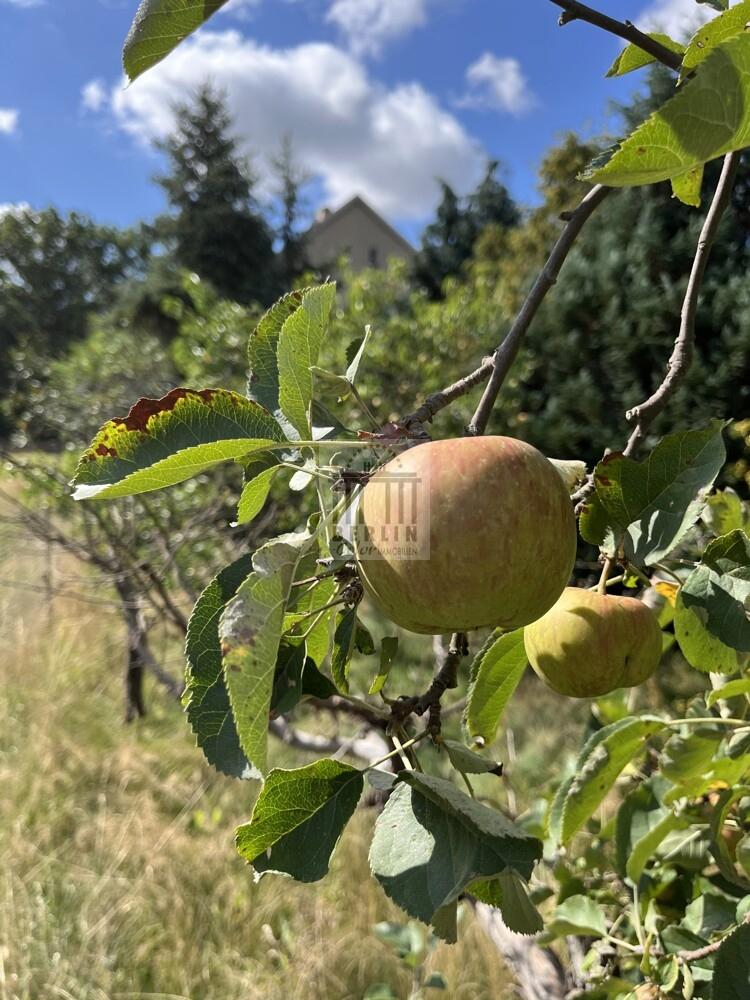 Apfelbaum
