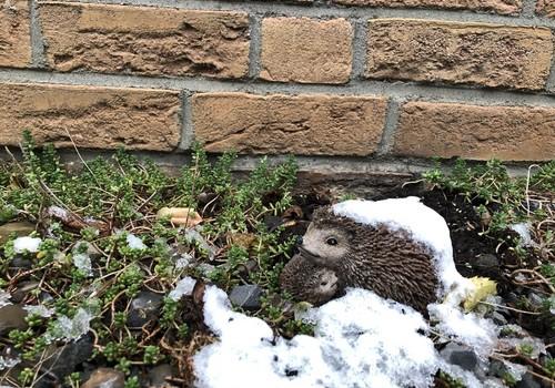 Igel-Figur;)