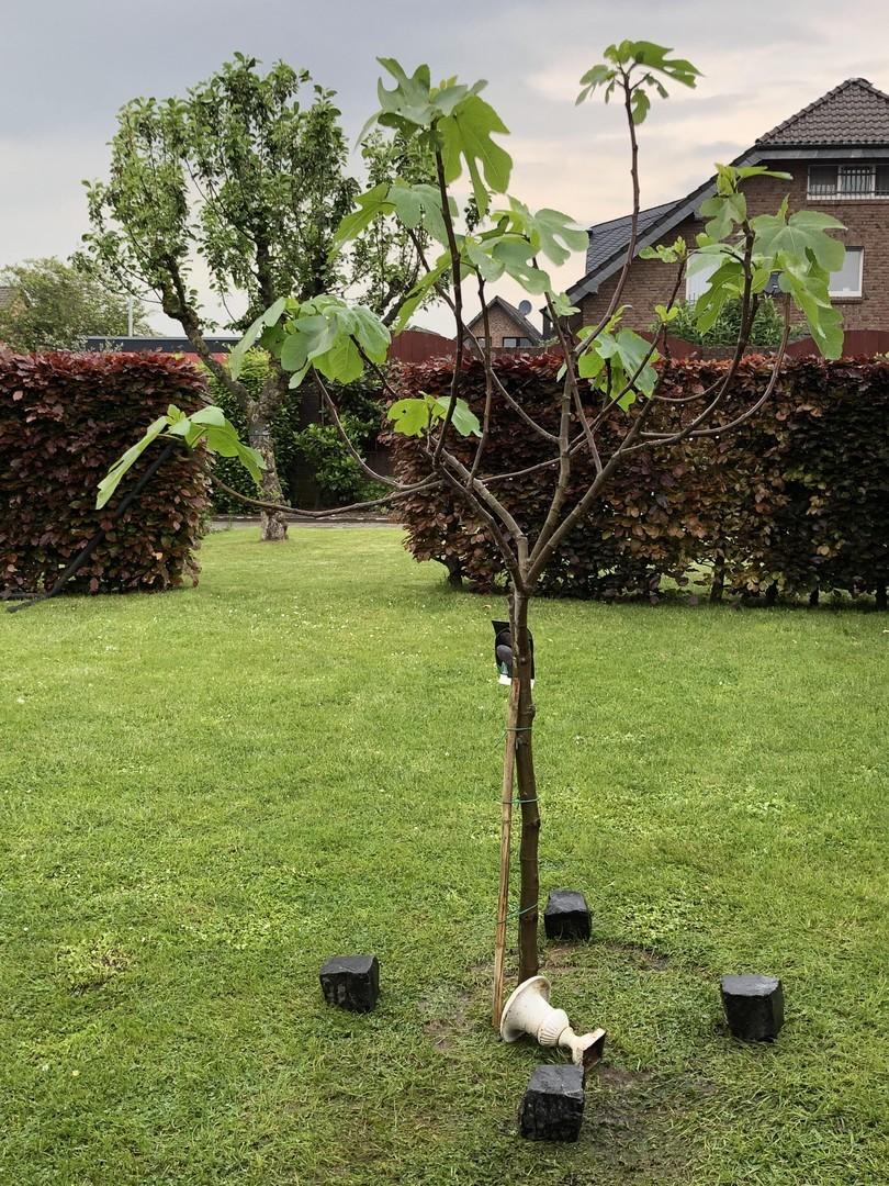 Feigenbaum