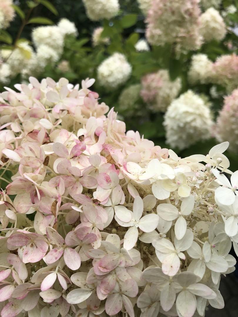 Hortensienblüten 