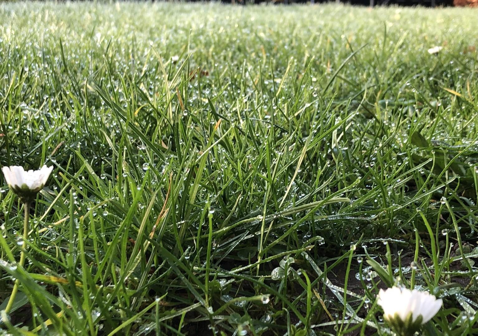 Gartenrasen