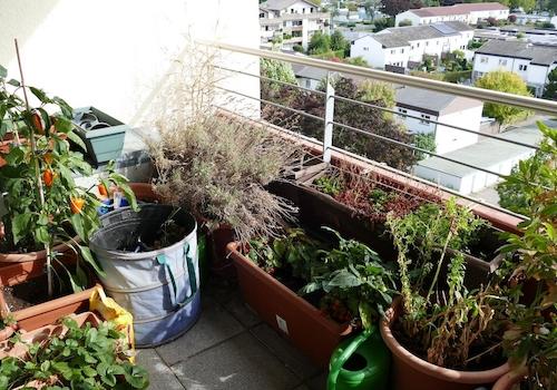 Balkon in voller Blüte