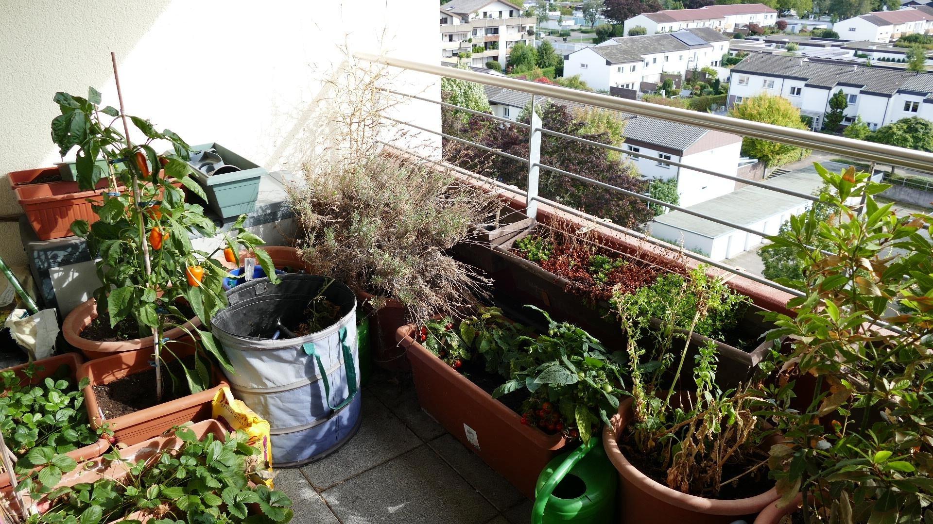 Balkon in voller Blüte
