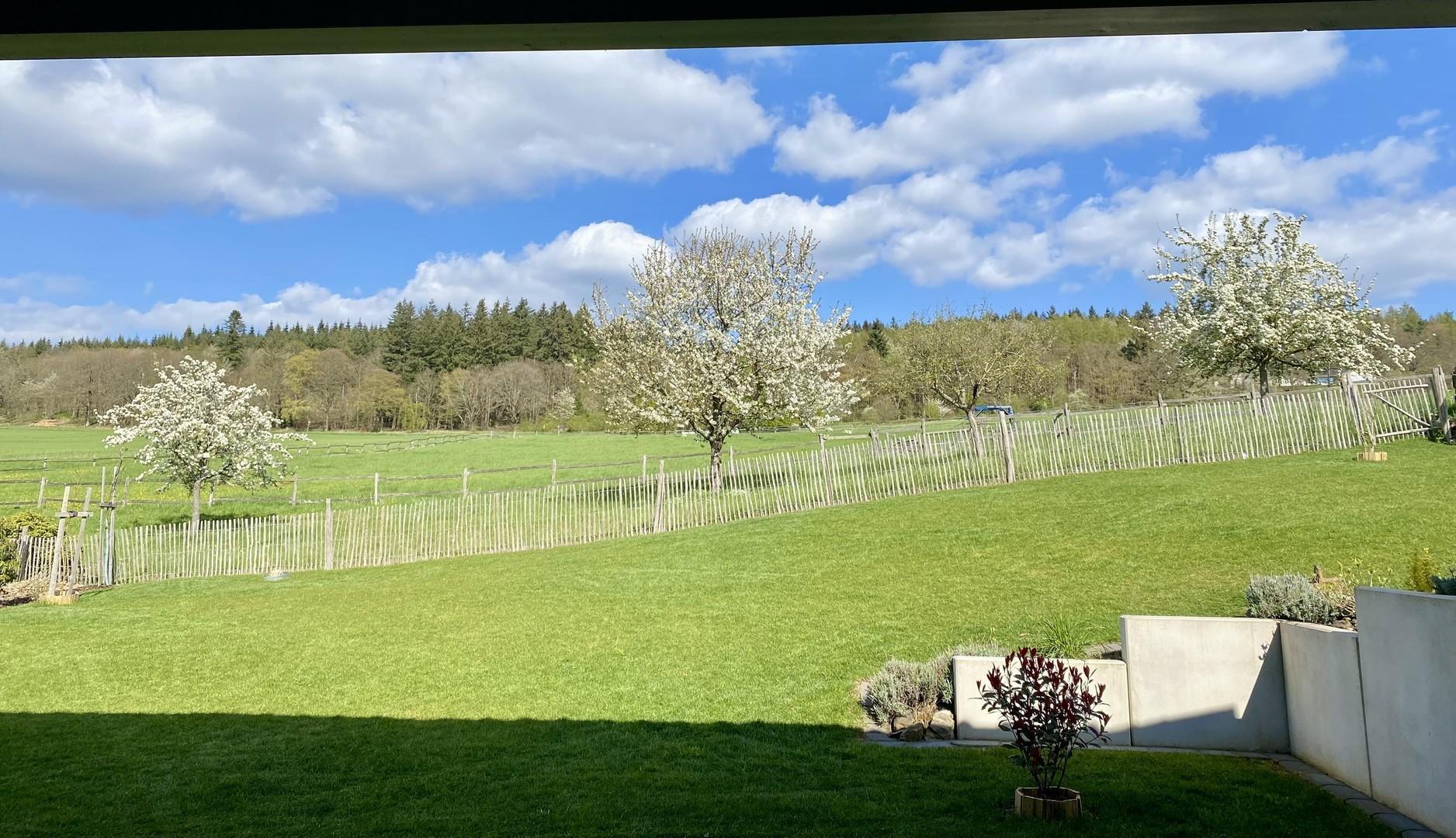 freier Waldblick 
