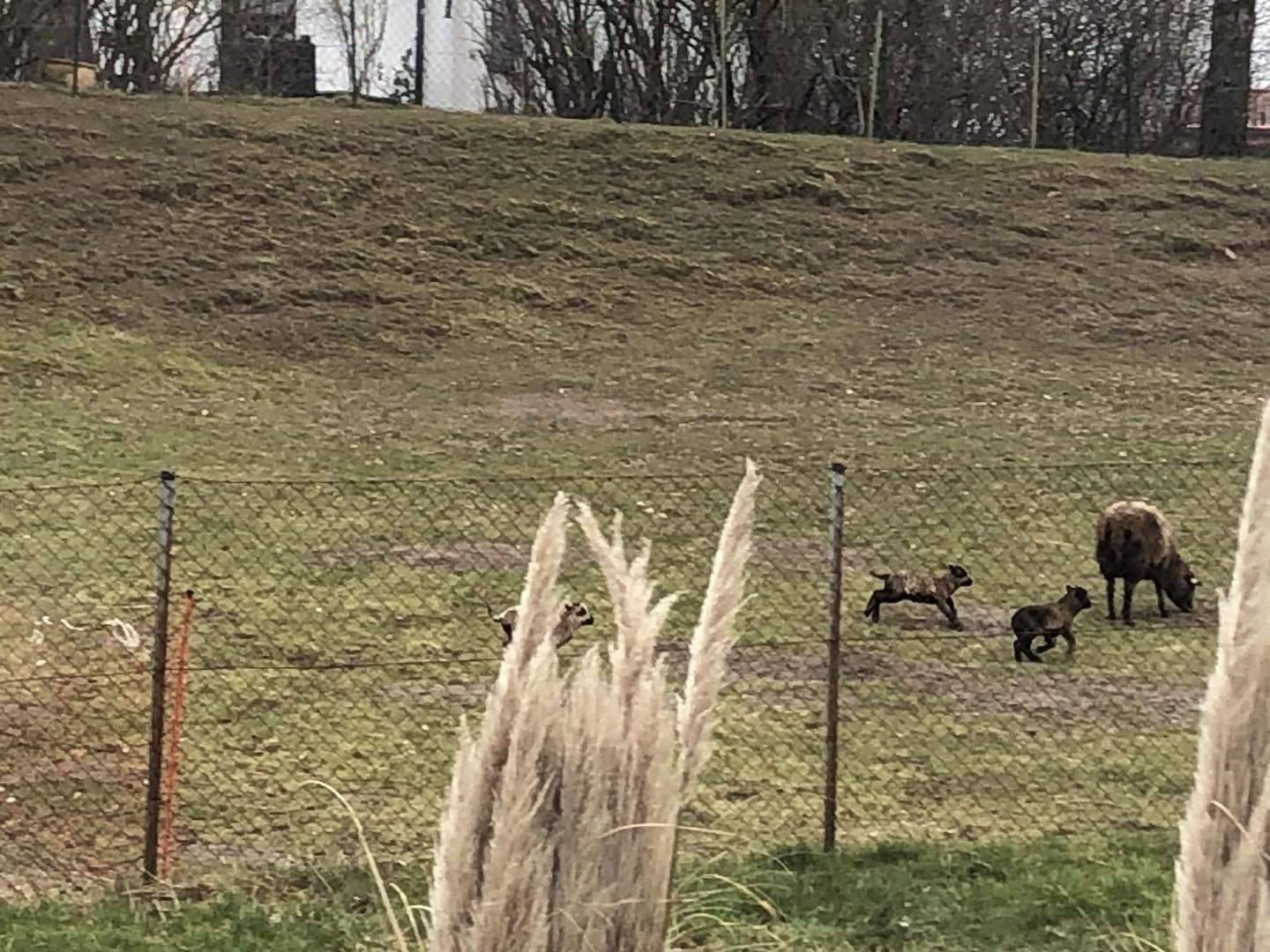 Blick auf kleine Schafweide