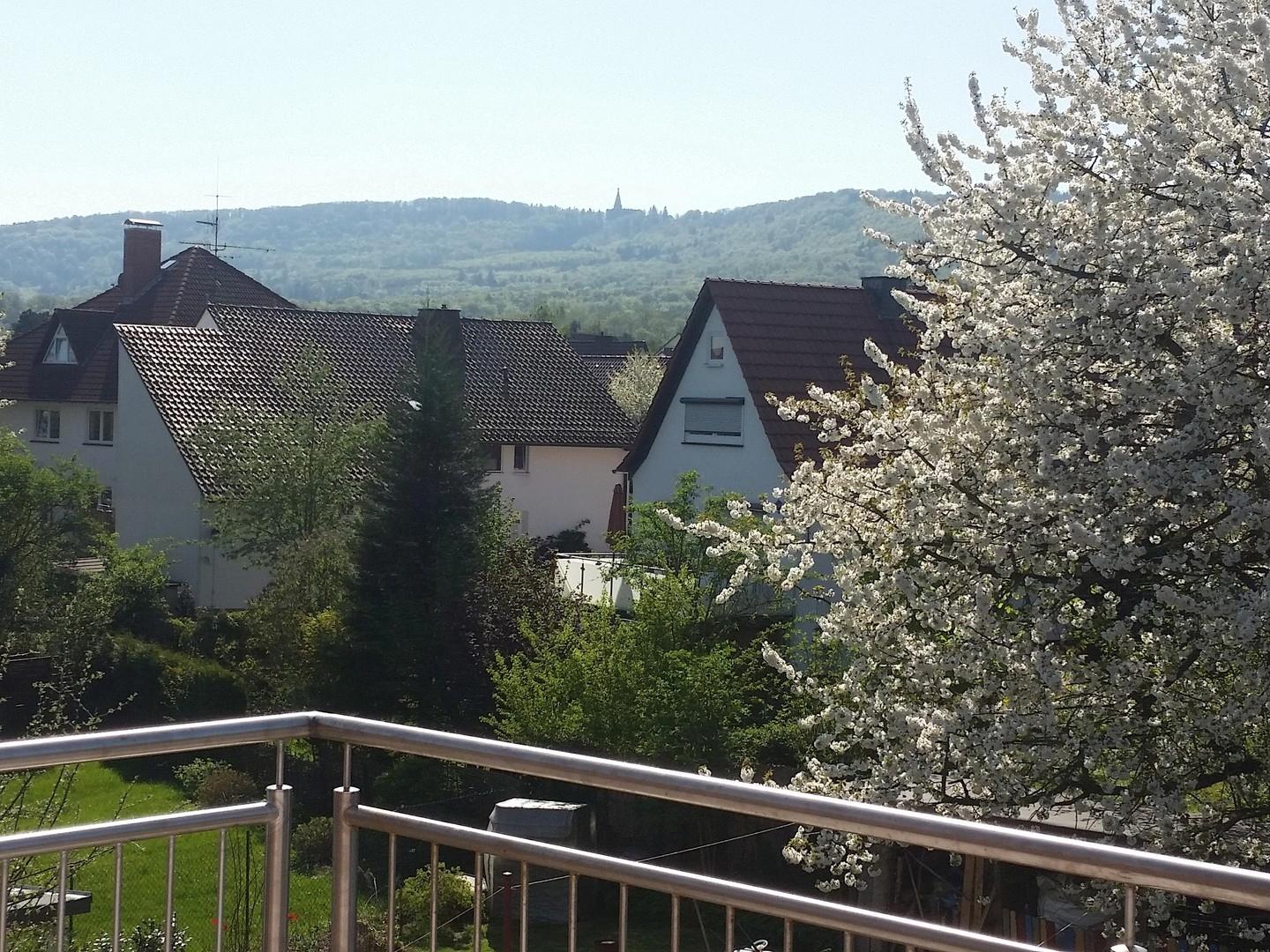 Kirschenblüte vor dem Herkules