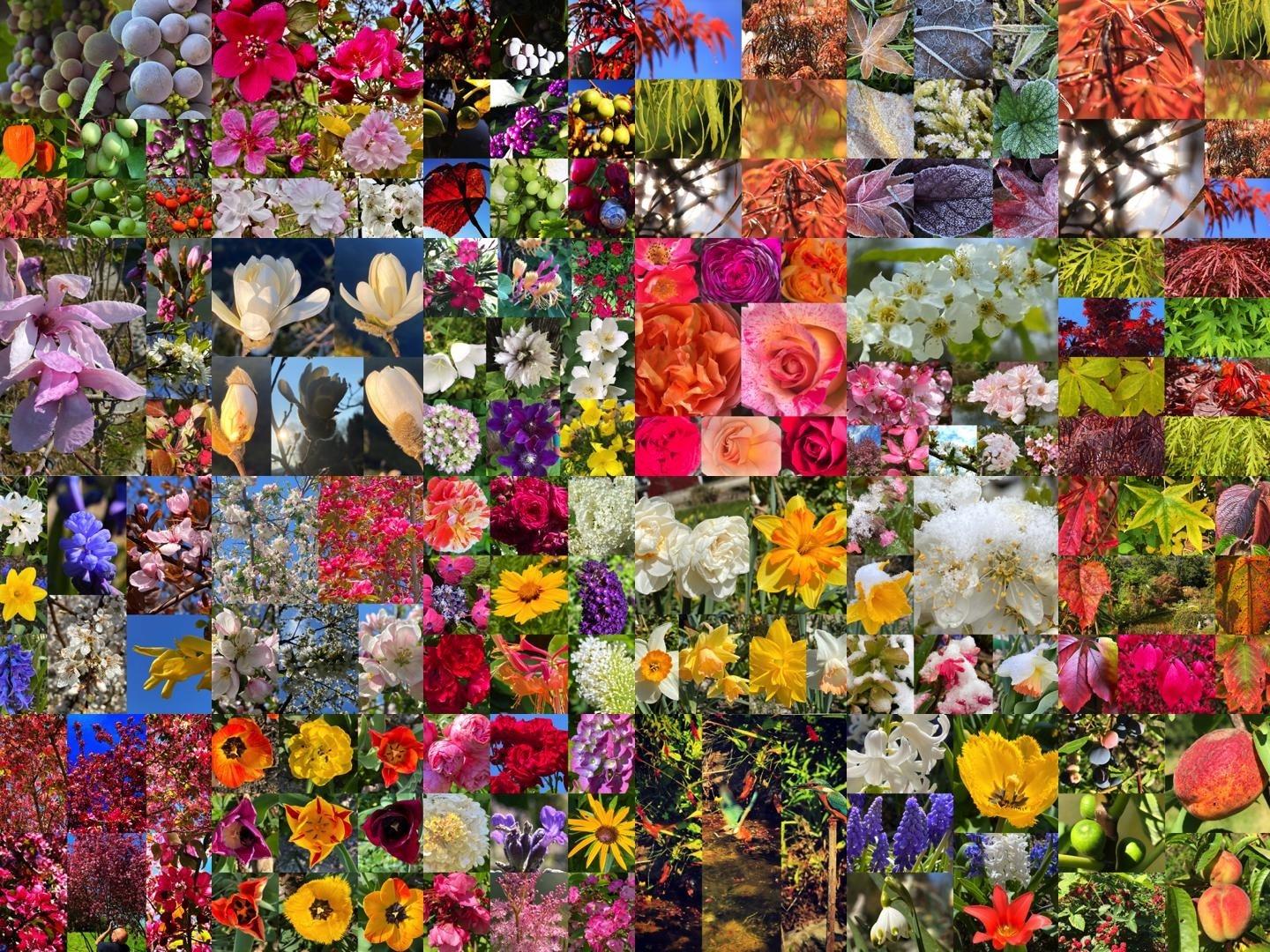 Blüten