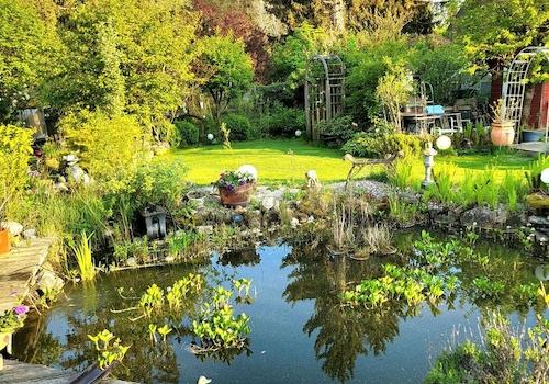 Teich Sommer