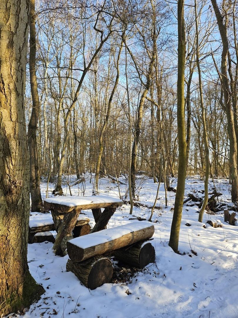 Winter im Wald