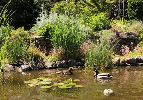 Enten kommen uns besuchen