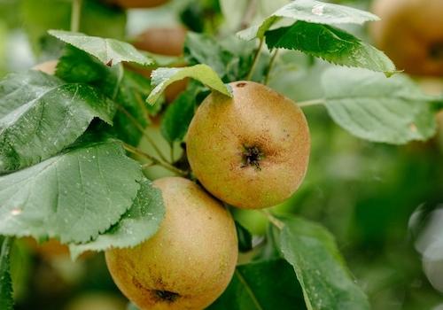 Obstgarten