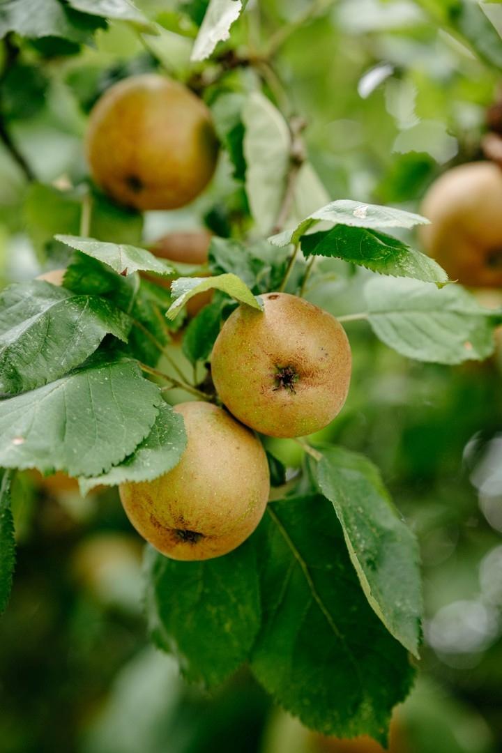 Obstgarten