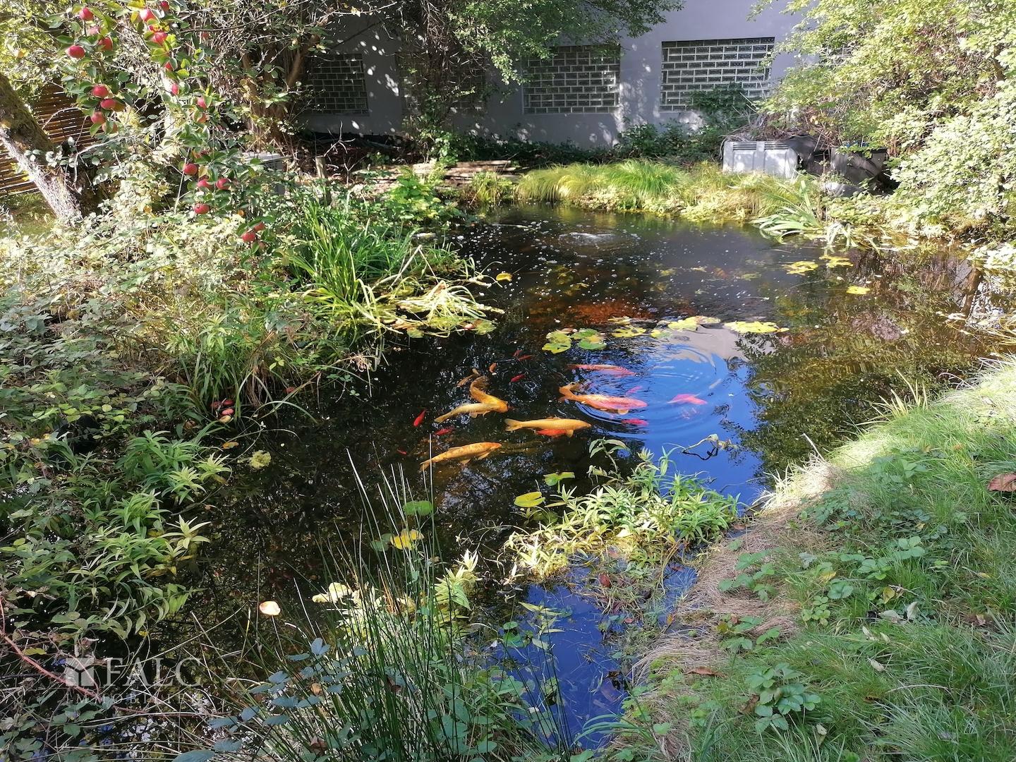  Teich - Garten