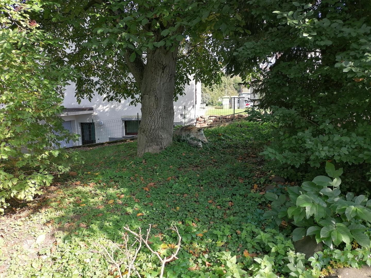  Garten