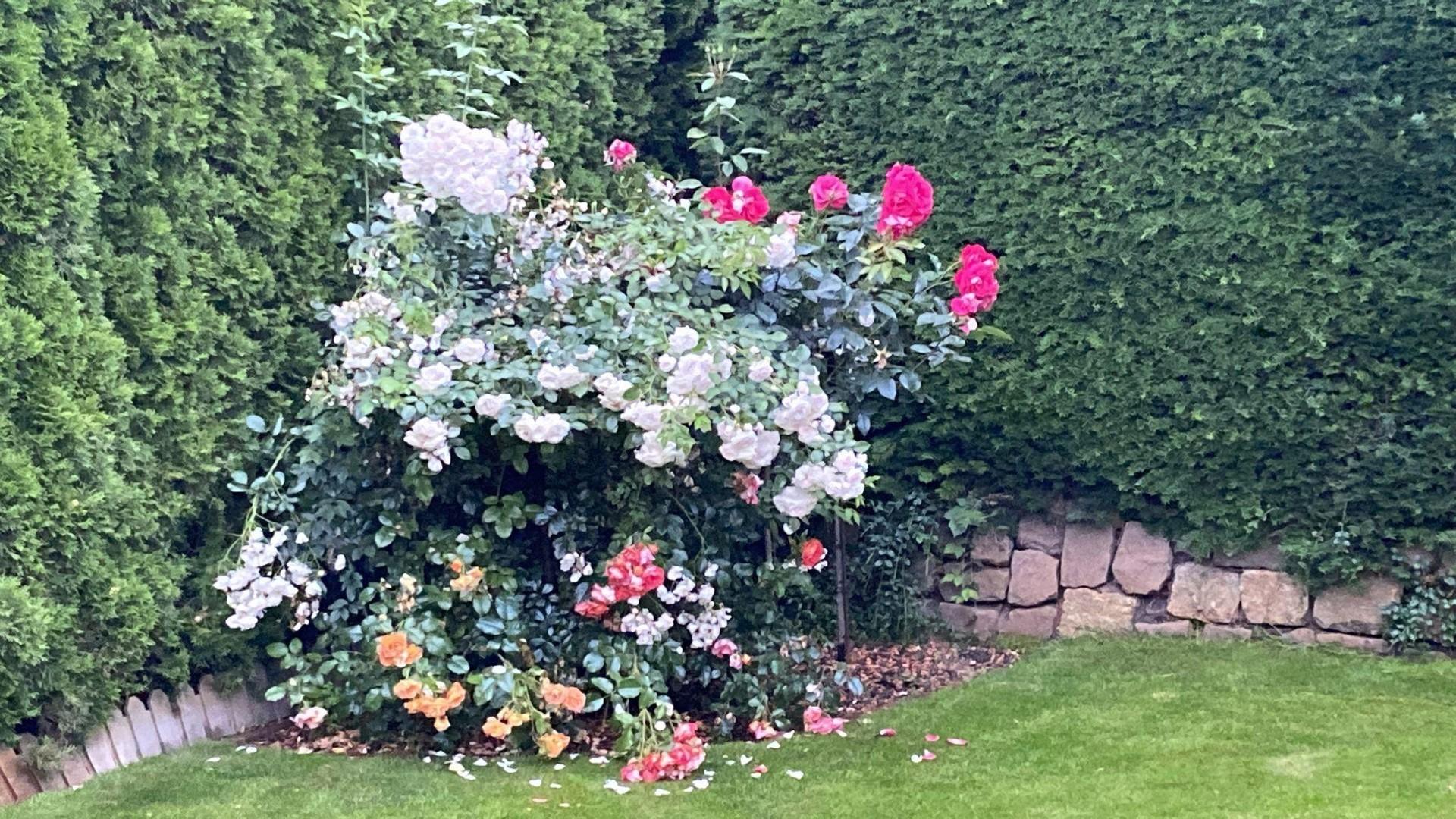 Garten