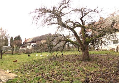 Gartenausschnitt V