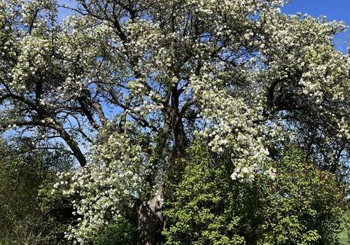 Apfelblüte im Frühling