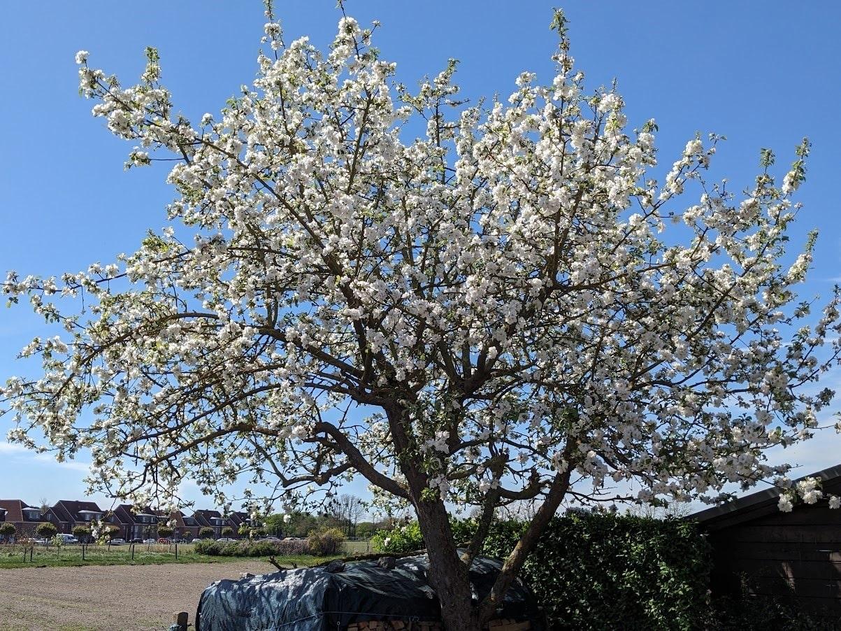 Apfelbaum - für Ihren Kuchen