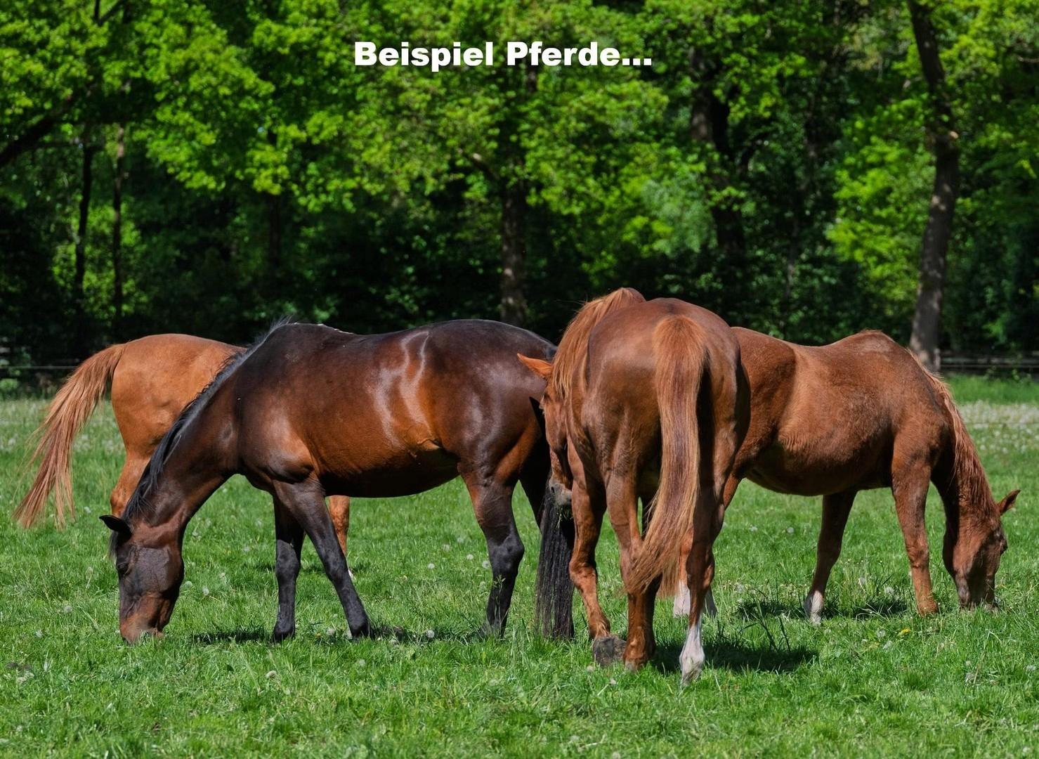 Beispiel Pferde...