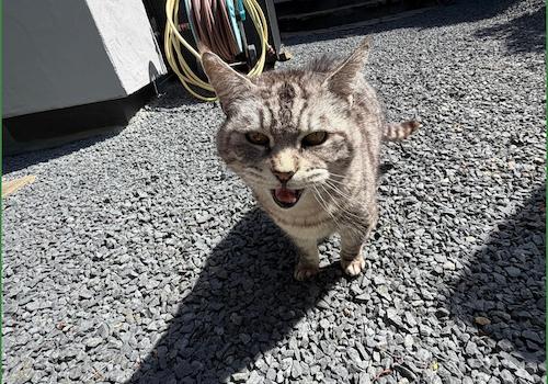 Kitty - Zieht mit um