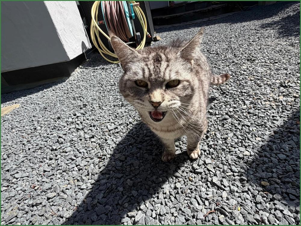 Kitty - Zieht mit um