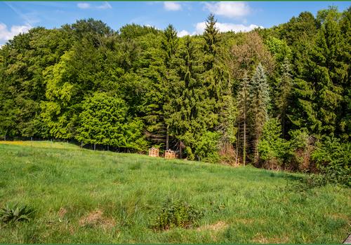 Dazugehöriges Waldstück mit ca. 652 m²
