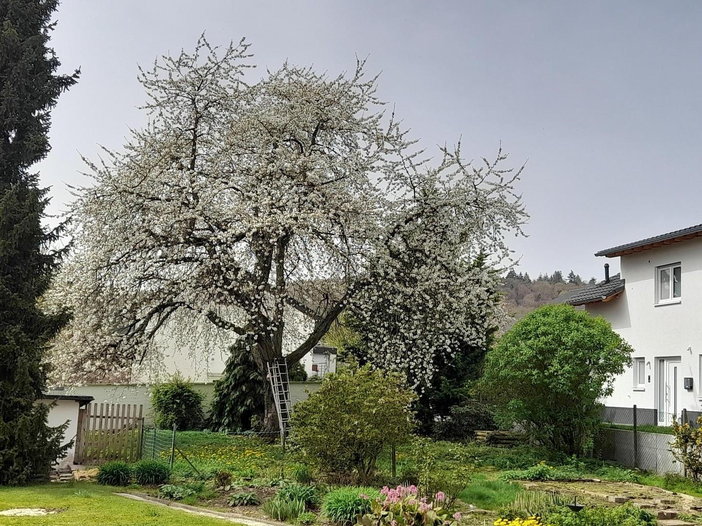 Kirschblüte