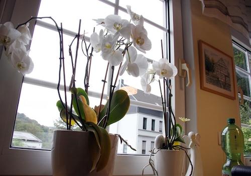 Detail Fenster