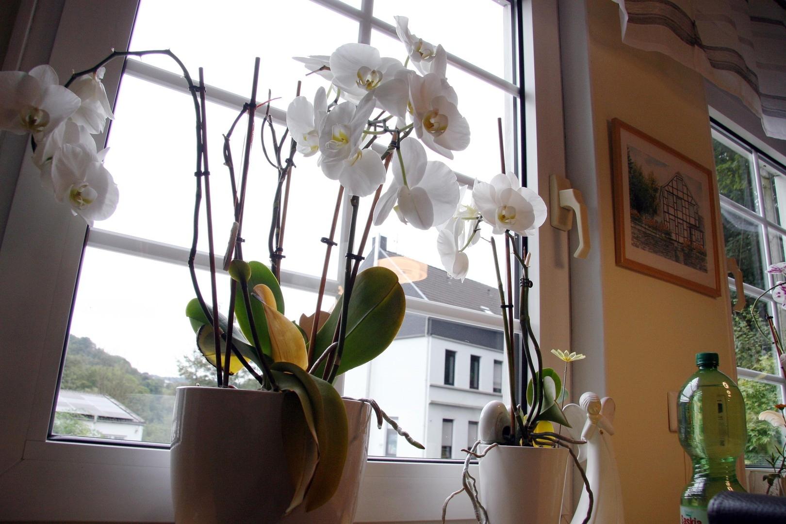 Detail Fenster
