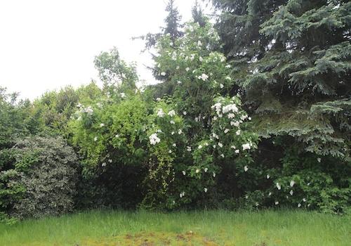 Garten event. Baugrund