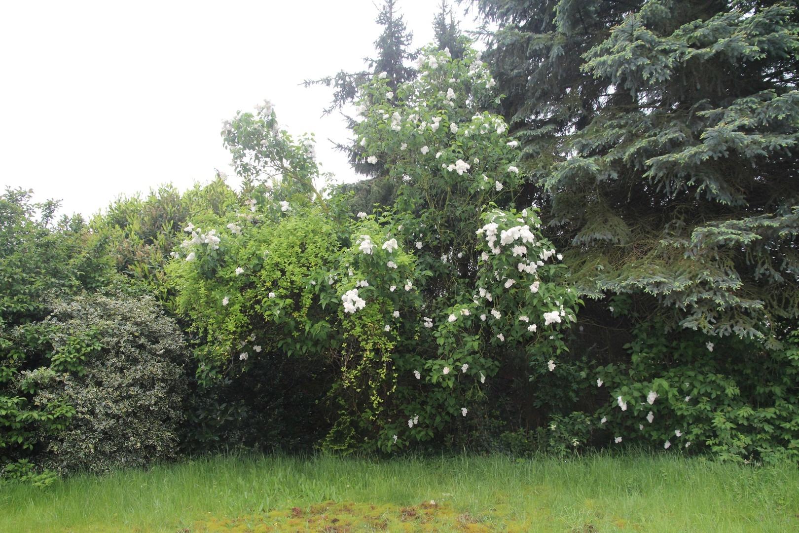 Garten event. Baugrund