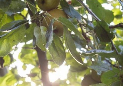 Apfelbaum