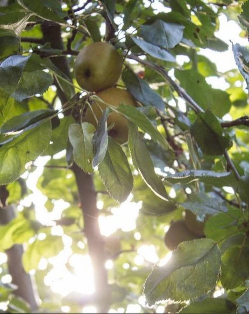 Apfelbaum
