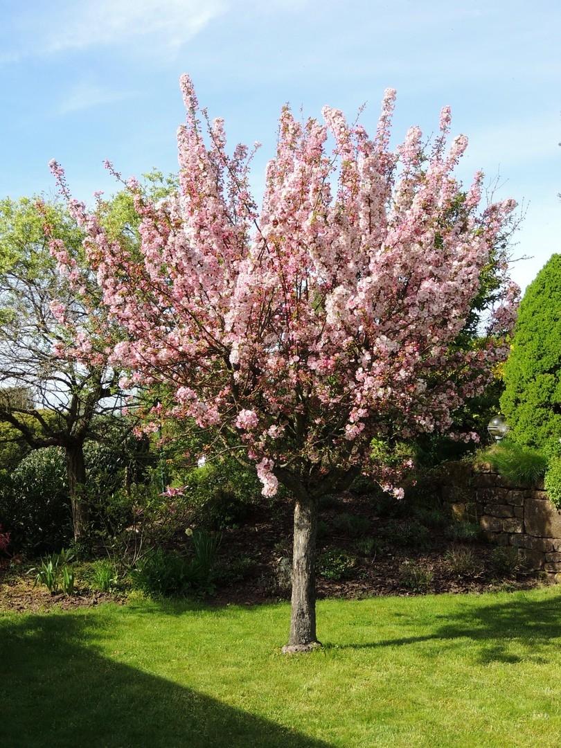Frühling im Garten