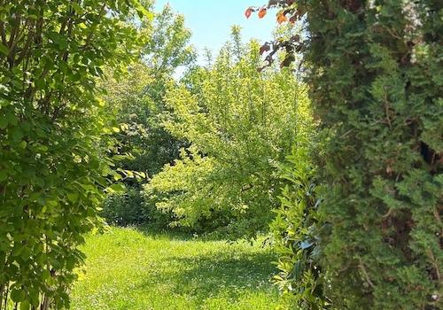 Eingewachsener Garten
