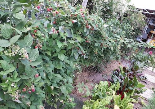 Himbeeren Sträucher