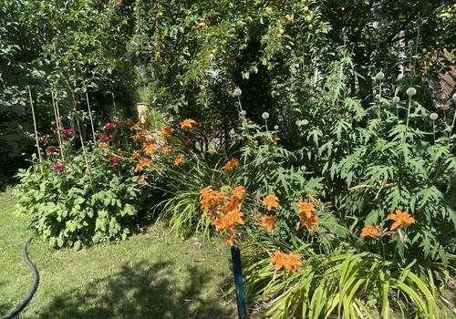 Garten im Sommer