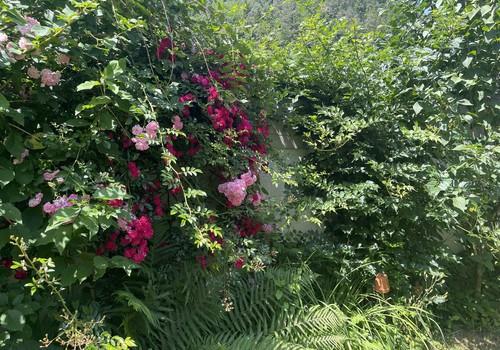 Garten im Sommer