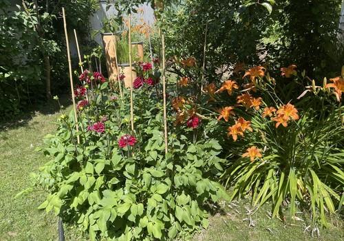 Garten im Sommer